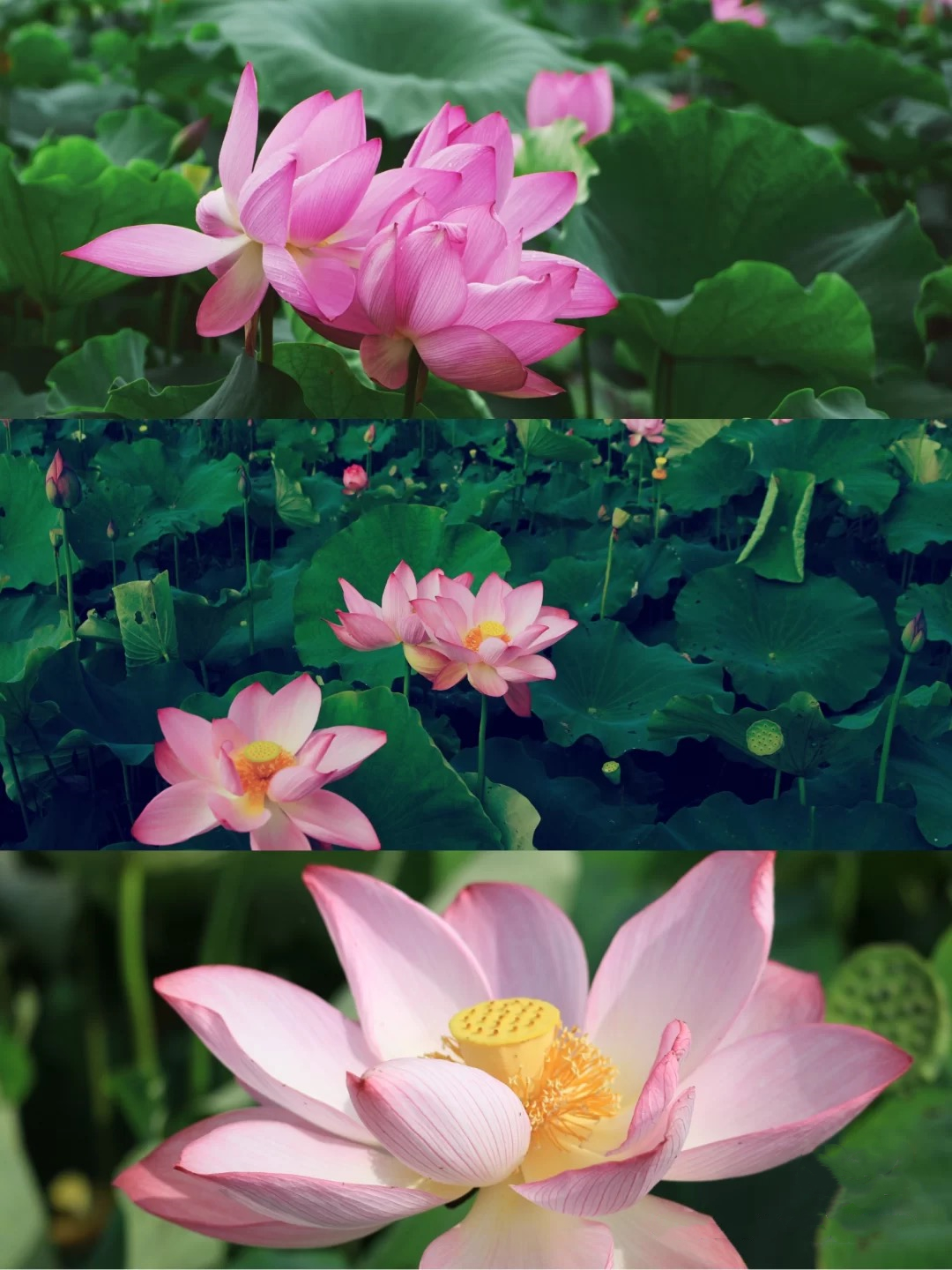普者黑万亩野生荷花开放