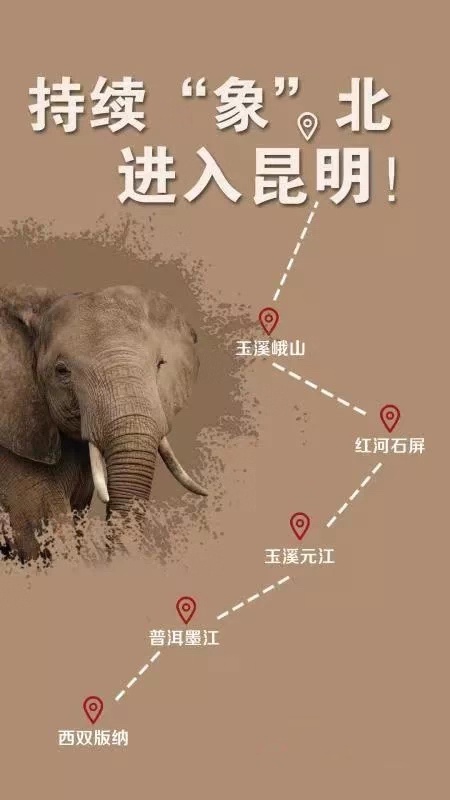 云南野生象一路北上