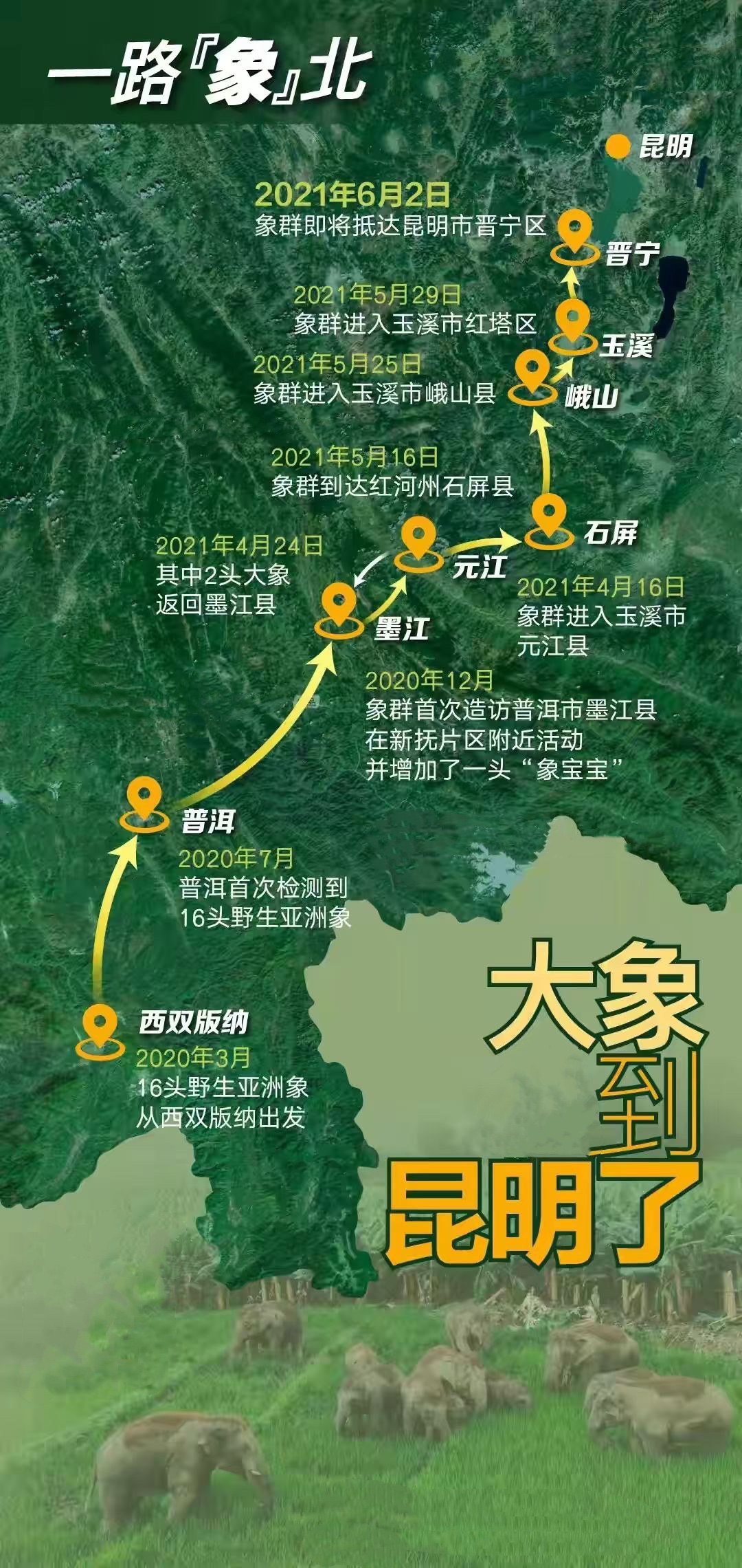 昆明野生亚洲象